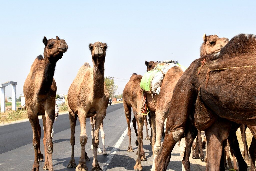 camels-turkey-5638178