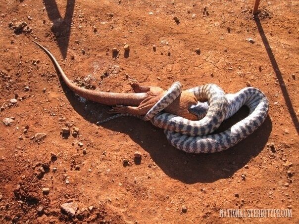 australia-is-trying-to-kill-all-the-australians-20-4808062