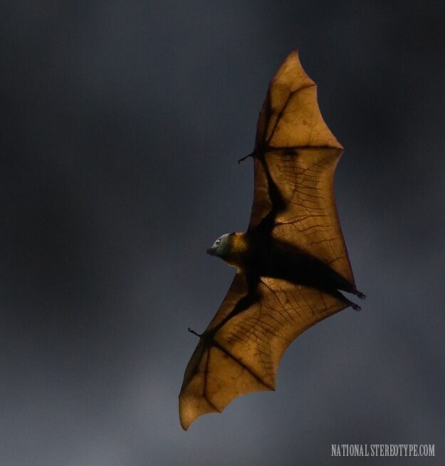 flying-foxes-generally-6087757