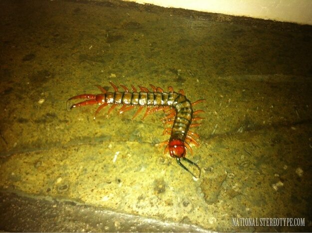 giant-venomous-centipedes-6944083