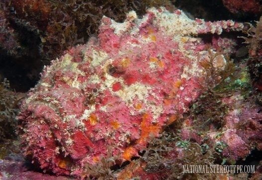 stonefish-in-australia-9117542