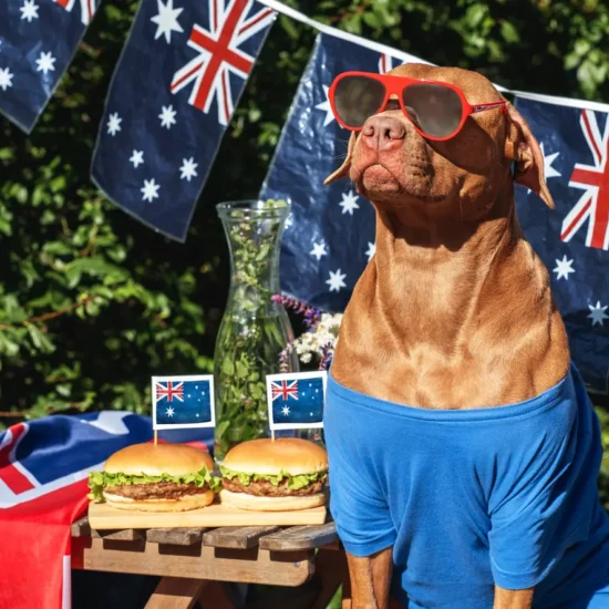 australia-day-dogcute-dog-australian-flag-and-two-delicious-hamburgers