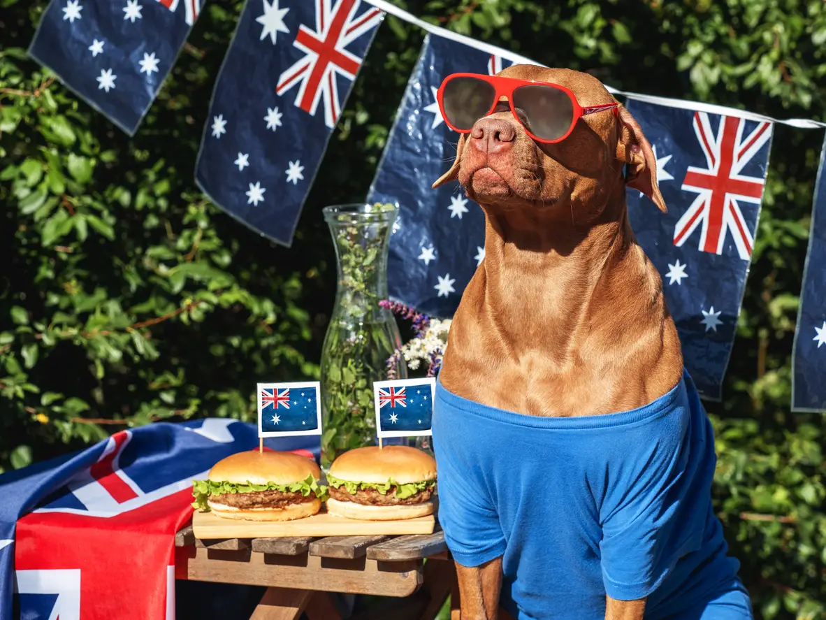 australia-day-dogcute-dog-australian-flag-and-two-delicious-hamburgers
